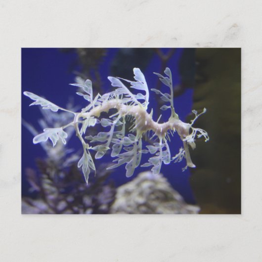 シーホース ポストカード (正面)