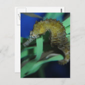 シーホース ポストカード (正面/裏面)