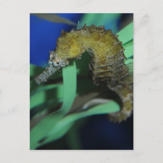 シーホース ポストカード (正面)