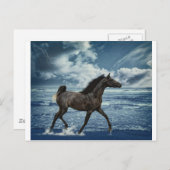 シーホース ポストカード (正面/裏面)