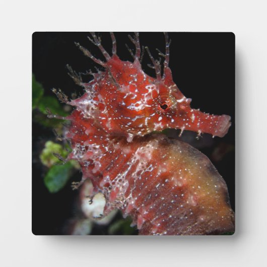 シーホース |ポニー・メス・ベグール フォトプラーク (正面)