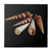 シーホーン タイル (正面)