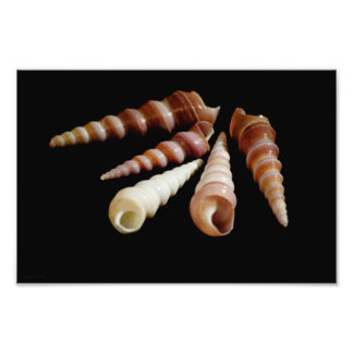 シーホーン フォトプリント           