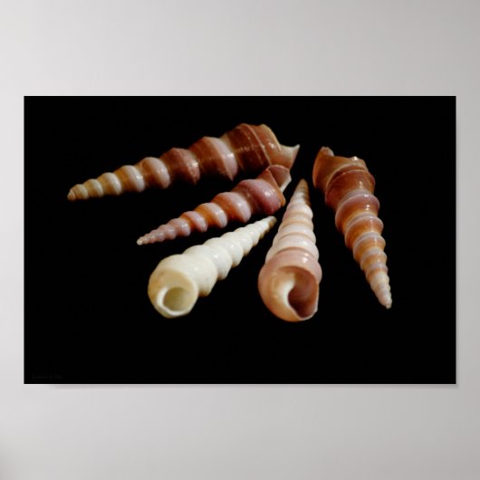 シーホーン ポスター (正面)