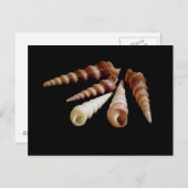 シーホーン ポストカード (正面/裏面)