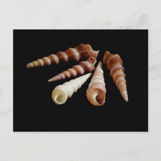 シーホーン ポストカード