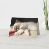 シーマ考えーゼの子猫の写真を眠っている カード (正面)