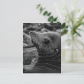 シーライオンが振り返る – かわいい野生動物の写真 ポストカード (スタンド正面)