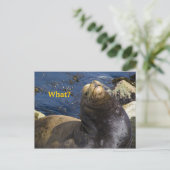 シーライオンの姿勢 ポストカード (スタンド正面)