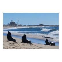 シーライオンズオンビーチ