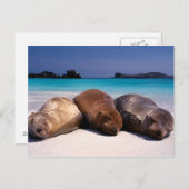 シーライオンズスリープオンビーチ |エクアドル ポストカード (正面/裏面)