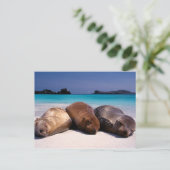 シーライオンズスリープオンビーチ |エクアドル ポストカード (スタンド正面)