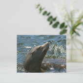 シーライオンポストカード ポストカード (スタンド正面)