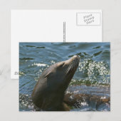 シーライオンポストカード ポストカード (正面/裏面)