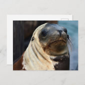 シーライオンポートレート ポストカード (正面/裏面)