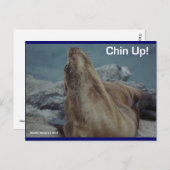 シーライオン – あご上げ！-ポストカード ポストカード (正面/裏面)