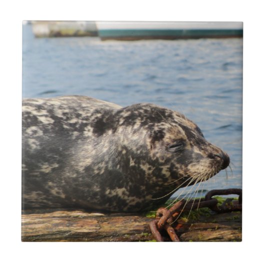 シーライオン タイル (正面)