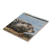 シーライオン タイル (側面)