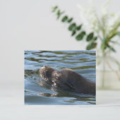 シーライオン ポストカード (スタンド正面)