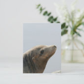 シーライオン ポストカード (スタンド正面)