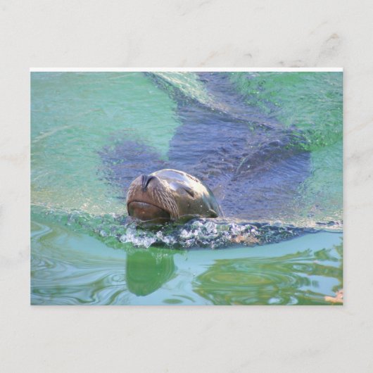 シーライオン；物事の中で！ ポストカード (正面)