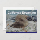シーライオン – California Dreaming – ポストカード (正面/裏面)