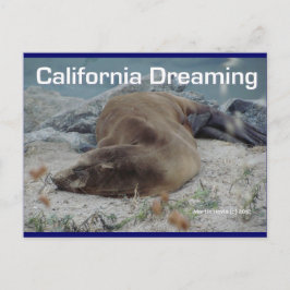 シーライオン – California Dreaming – ポストカード