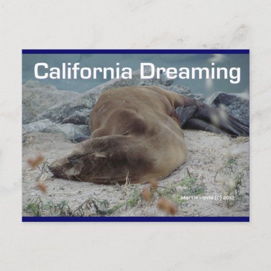 シーライオン – California Dreaming – ポストカード (正面)