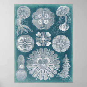 シーライフの青写真IV ポスター