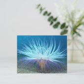 シーライフシーアネモネポストカード ポストカード (スタンド正面)