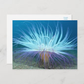 シーライフシーアネモネポストカード ポストカード (正面/裏面)