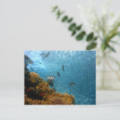 シーライフポストカード ポストカード (スタンド正面)