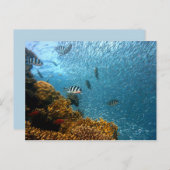 シーライフポストカード ポストカード (正面/裏面)