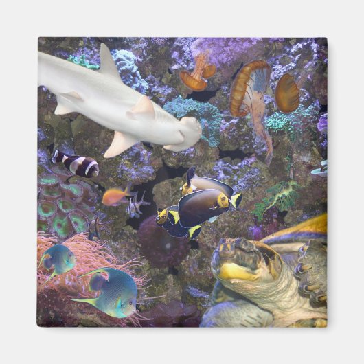 シーライフマグネット マグネット (正面)