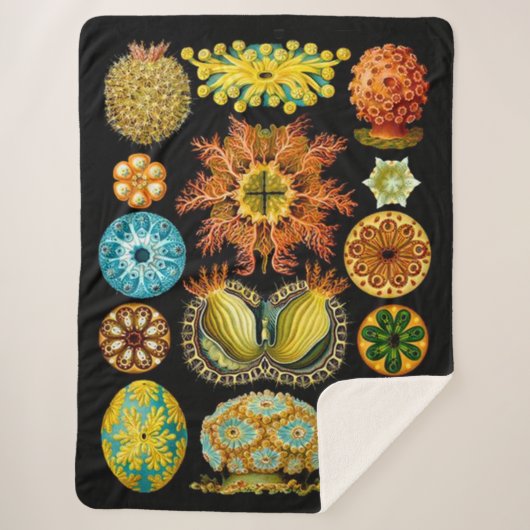 シーライフ海の生物プリント シェルパブランケット (正面)