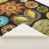 シーライフ海の生物プリント シェルパブランケット (3/4)