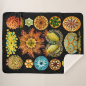 シーライフ海の生物プリント シェルパブランケット (正面(横))