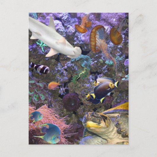 シーライフ葉書 ポストカード (正面)