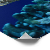 シーライフ – ウミガメ ポスター (角)