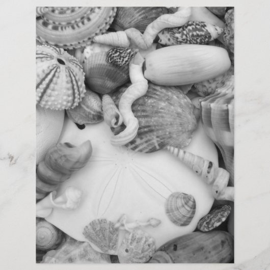 シーライフ・シーシェルIDワークシートの色付けページ チラシ (裏面)