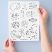 シーライフ・シーシェルIDワークシートの色付けページ チラシ (手)