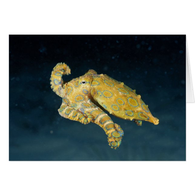 シーライフ – タコ (正面横)