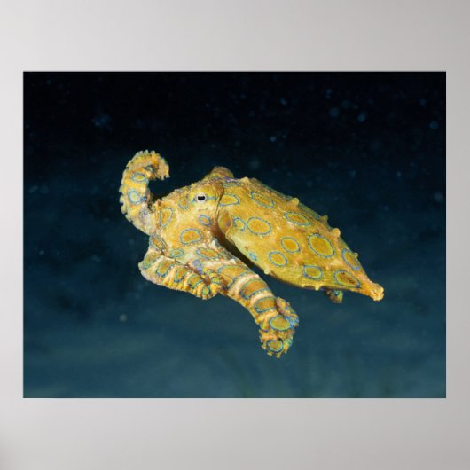 シーライフ – タコ ポスター (正面)