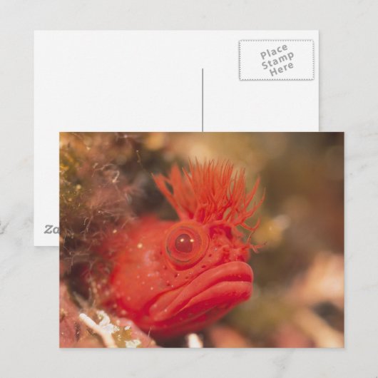 シーライフ – 魚 ポストカード (正面/裏面)