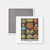 シーリス(アシジア人 – 自然の芸術) マグネット (正面/裏面)