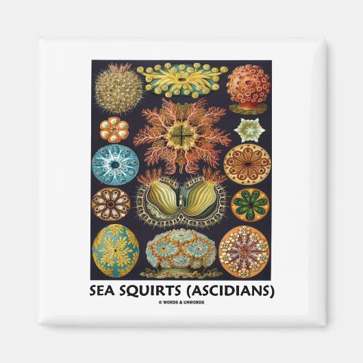 シーリス(アシジア人 – 自然の芸術) マグネット (正面)