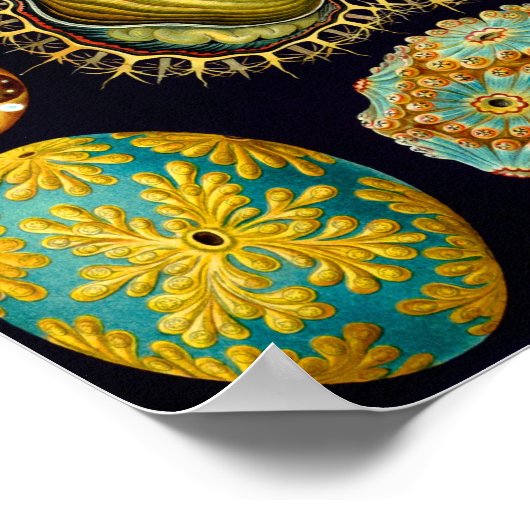 シーリス、エルンストヘイケルファインアート ポスター (角)