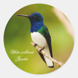 シールの周りを熟考するポートレート ラウンドシール