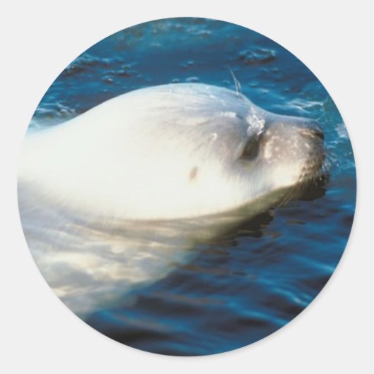 シールスイミング ラウンドシール (正面)