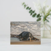 シールドッグ ポストカード (スタンド正面)